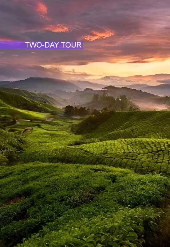 #72CVM: Two-Day Penang - Ipoh - Cameron Highlands Tour (by TOUR VAN)