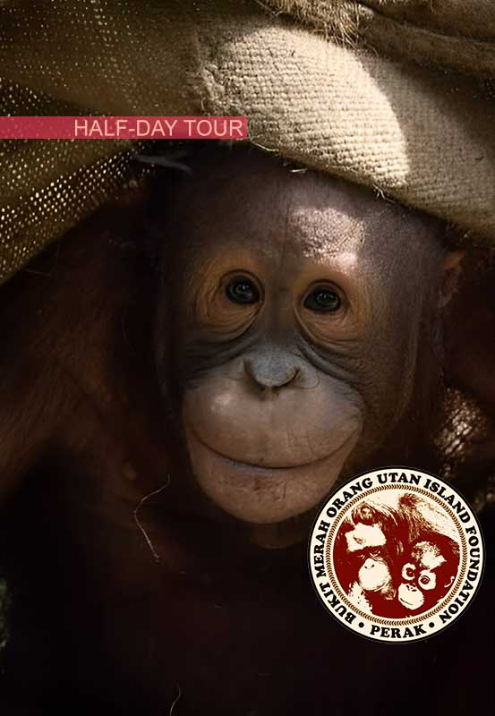 #23UBH: Half-Day Orang Utan Island (by VIP BUS)